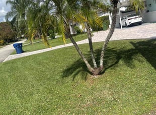 Cory B.'s lawn service service result