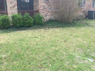 Kia W.'s Bush Trimming service result