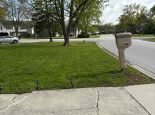 Lou S.'s grass maintenance service result