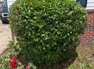 Michael K.'s Bush Trimming service result