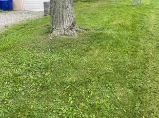 Jerrie-Lynn H.'s turf care service result