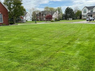 Renee J.'s yard work service result