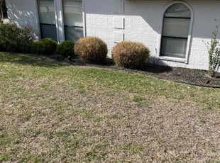 Leslie L.'s Bush Trimming service result