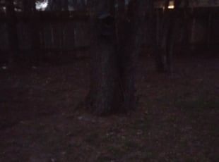 Catherine L.'s Leaf Removal service result