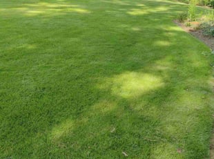 Juan G.'s lawn care service result
