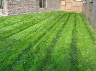Dracos L.'s Long Grass Cleanup service result