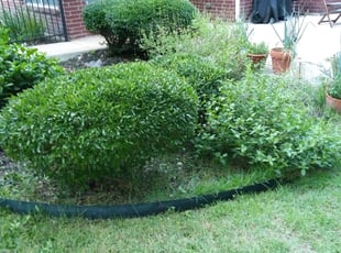 James M.'s Bush Trimming service result