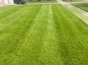 Shay E.'s lawn maintenance service result