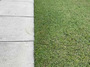 Amy P.'s turf maintenance service result