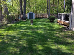 Tomasita L.'s lawn service service result