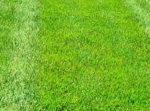 Kaylee P.'s turf care service result