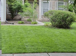 Michael M.'s turf maintenance service result