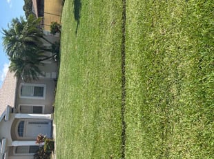 Raeneal b.'s lawn care service result