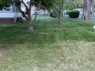 Michael W.'s lawn care service result