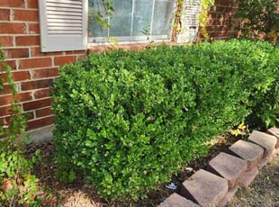 Emily T.'s Bush Trimming service result