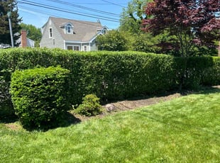 Dorothy C.'s Bush Trimming service result