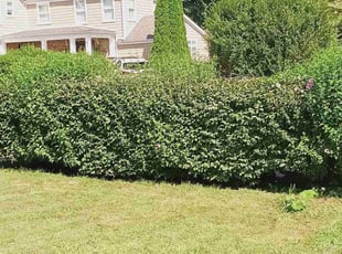 Rayner H.'s grass cutting service result