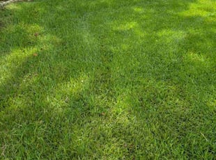 Brian K.'s turf care service result