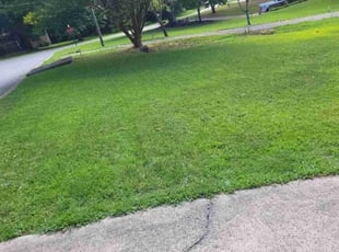 Alisha M.'s lawn care service result