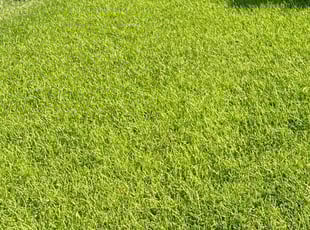 Ross C.'s residential landscaping service result
