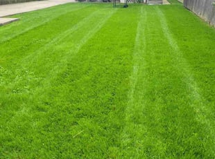 Rowena P.'s grass cutting service result