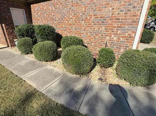 Amelia M.'s Bush Trimming service result