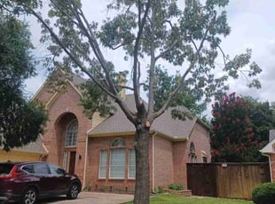 Tasha B.'s Tree Care service result