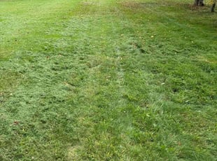 Linda M.'s turf care service result
