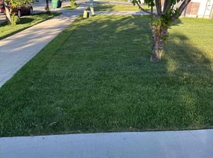 Sandy S.'s turf care service result