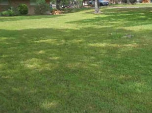 Cheryl B.'s turf care service result