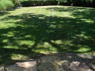 Andrea A.'s lawn care service result