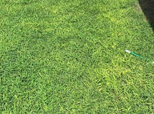 Paula S.'s lawn care service result