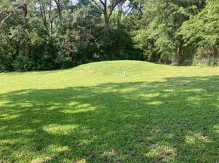 Tabitha R.'s turf care service result