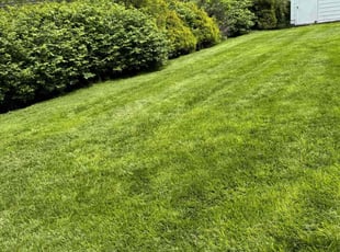Chris D.'s lawn care service result
