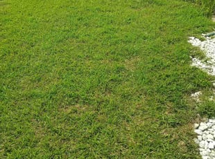 Lisa L.'s lawn care services service result