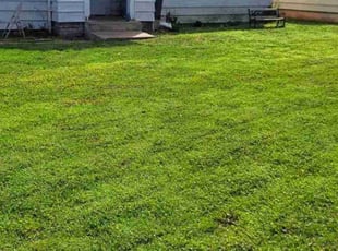 Carrie O.'s turf care service result