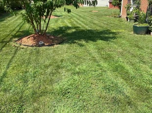 Clinton M.'s grass cutting service result