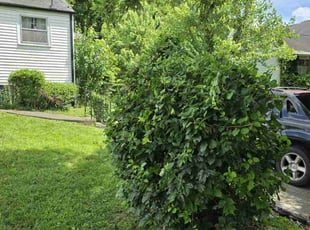 Jean G.'s Bush Trimming service result