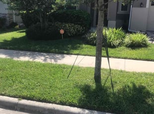 Lydia W.'s grass maintenance service result