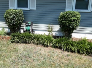 Michael J.'s Bush Trimming service result