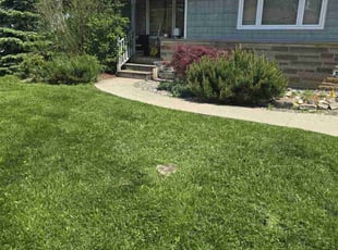 Patricia R.'s yard work service result