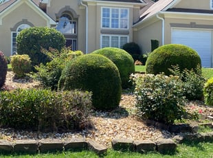 Graham L.'s Bush Trimming service result