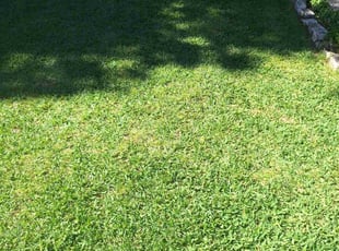 Julie F.'s lawn maintenance service result
