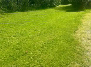Jeff K.'s turf care service result