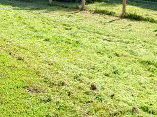 Jamie T.'s lawn care services service result