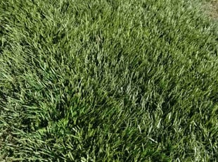 Carleen T.'s Bush Trimming service result