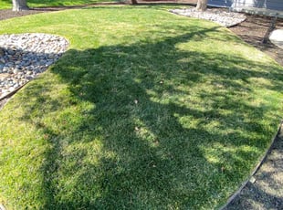Theresa R.'s lawn care service result