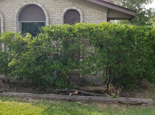 Kimberly H.'s Bush Trimming service result