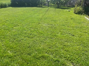 John D.'s turf care service result