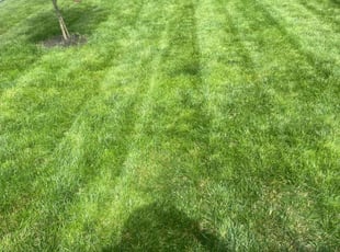 Mary T.'s grass cutting service result
